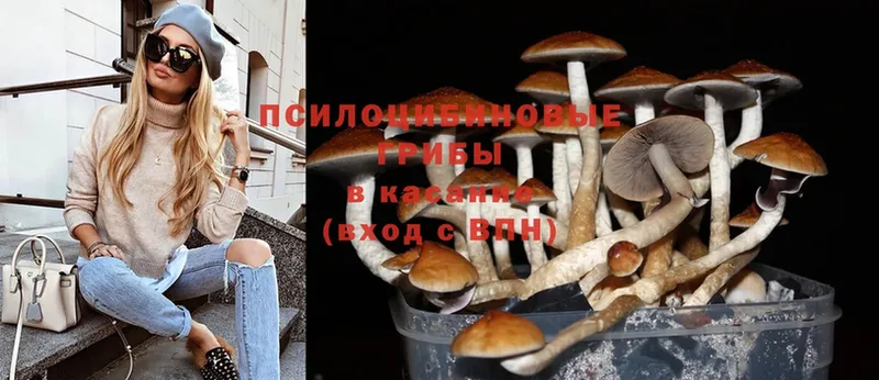 где купить   Тарко-Сале  Галлюциногенные грибы Psilocybine cubensis 